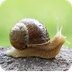 How Are Slugs and Snails Diffe