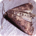Bogong Moth - Australian