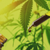 Premium Disposable Vape Pens