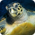 Sea Turtles | Basic Facts Abou
