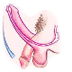 Erectie
