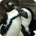 Squidoo Penguin Facts for Kids