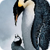 Penguin species