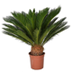 PALMA CICA (JARDIN)