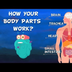 How Do Your Body Parts Work? |
