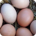 8 Best Egg-Laying Chickens