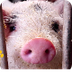 PIGS: Animals for children. Ki