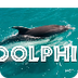 All About Dolphins for Kids: D
