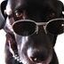 Honden