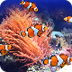 Clownfish Facts