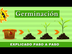 La Germinación | ¿Cómo  Crece