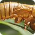 ARS :  Cicadas