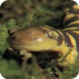 Salamander vs. Bugs