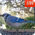 Animal Planet Live - Bird Cam