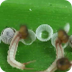 Owl Butterfly eggs hatching ti