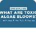 What are toxic algae blooms? -
