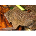 Surinam Toad | San Diego Zoo A