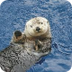 Otter Cam