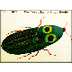 The Very Clumsy Click Beetle -