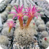 Indoor Cactus Plants
