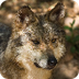 Mexican Gray Wolf Threats