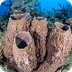 Phylum Porifera Video