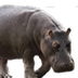 Hippo Cam