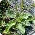 patlagina planta medicinala