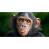Chimpanzee Research
