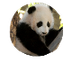 San Diego Zoo Cams
