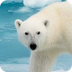 Polar Bear Webcam