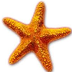 Echinoderms (starfish, brittle