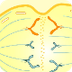 Comparing How Cells Divide