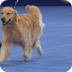 Basic Dog Show Facts