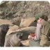 Northern Elephant Seals - YouT