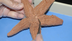 Dissection 101 | Sea Star 1