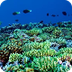 Ocean Biome Plants