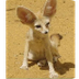 Fennec Fox (Vulpes Zerda