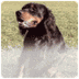 Gordon Setter