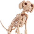 Vertebrate's Video