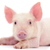 Pig Anatomy and Terminology - 