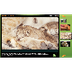 Animal Life Cycles