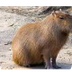 Capybara videos, photos and fa