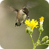 Audubon Lessons
