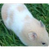 Hamster (Mesocricetus Auratus)