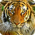 Tiger Info