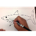 How to Draw a Great White Shar