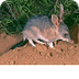 Bilby - Mammals