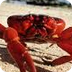 Crab Facts For Kids | Top 10 C