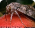 Butterflies and Moths Kidcyber